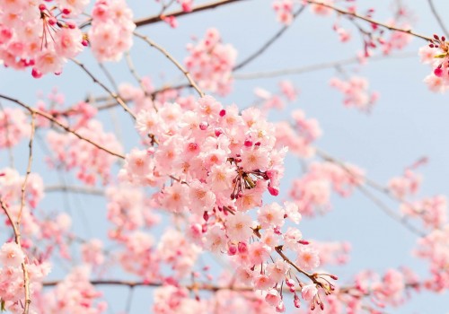 cherry-blossom-tree-1225186_1920 (1)